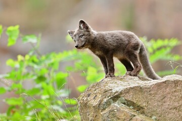 Arctic fox cub or Vulpes lagopus in natural habitat, cute wild animal baby 