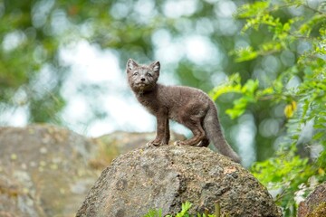 Arctic fox cub or Vulpes lagopus in natural habitat, cute wild animal baby 