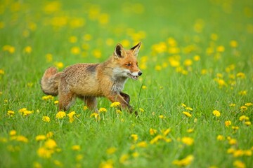 Cute Red Fox, Vulpes vulpes in fall forest. Beautiful animal in the nature habitat. Wildlife scene from the wild nature