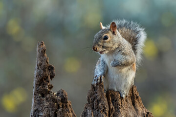 Squirrel
