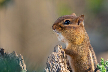 Closes-up of Chipmunk
