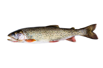 wild Cutthroat trout, in pristine condition, isolated on a transparent background - obrazy, fototapety, plakaty