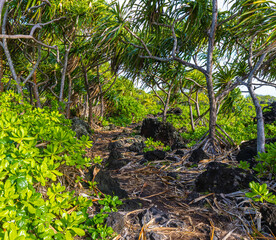 The Kipapa O Kikapi'ilani Trail, Waianapanapa State Park, Maui, Hawaii, USA