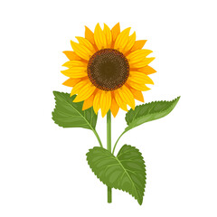 Vector illustration, sunflower isolated on white background.