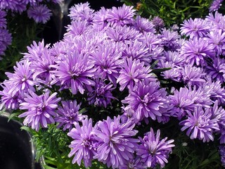 Beautiful clusters of blue henri aster flowers