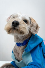 Cute medium size white dog portrait wearing a blue collar and cloth