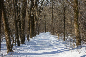 winter in the forest