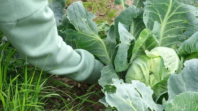 senior woman gardener tears off useless cabbage leaves eaten by insects. Care of the garden and vegetable garden.