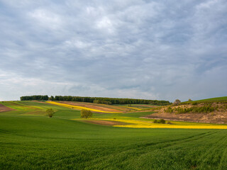 Fototapeta premium Young green cereals. Blooming rapeseed. Low shining sun illuminating fields, Trees and bushes. Roztocze. Eastern Poland.