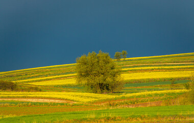 Young green cereals.  Blooming rapeseed. Low shining sun illuminating fields, Trees and bushes. Roztocze. Eastern Poland.