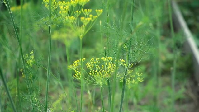 Umbel dill develops in the wind. Ripe green dill develops in the wind at the end of summer.