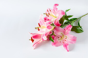 Pink lily flowers on white background for design on the theme of wedding or holiday invitation. Copy space
