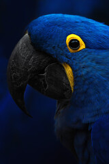 The Hyacinth Macaw (Anodorhynchus hyacinthinus) 