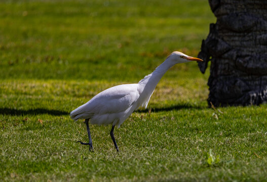 white egrer