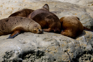 A colony of sea lions along the beaches of Puerto Madryn, Argentina
