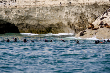 Snorkelers swimming amongst the sea lions off the coast of Puerto Madryn, Argentina
