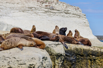 A colony of sea lions along the beaches of Puerto Madryn, Argentina
