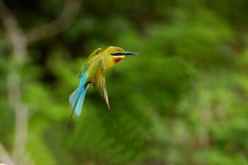 Flying the blue-tailed bee-eater (Merops philippinus), Sri Lanka, Bundala