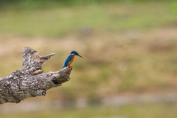 The common kingfisher (Alcedo atthis), ledňáček říční also known as the Eurasian kingfisher sitting on a branch catching fish.