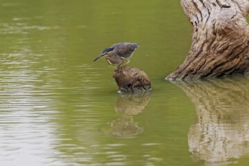 Mangrove Heron (Butorides striata, Butorides striatus). The striated heron also known as little or green-backed heron. Natural habitat. 