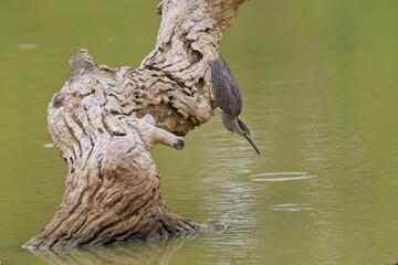 Mangrove Heron (Butorides striata, Butorides striatus). The striated heron also known as little or green-backed heron. Natural habitat. 