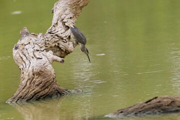 Mangrove Heron (Butorides striata, Butorides striatus). The striated heron also known as little or green-backed heron. Natural habitat. 
