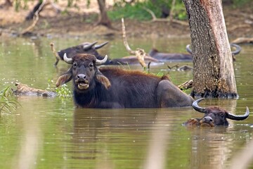 Refreshment of Water buffalo. Male water buffalo bathing in the pond in Sri Lanka. The Sri Lanka wild water buffalo (Bubalus arnee migona),