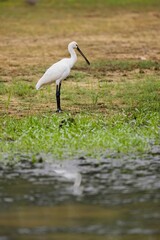 Eurasian Spoonbill standing in water, looking around with soft background of green reeds on a sunny summer day in the wetland.