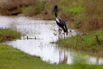 Black-necked Stork, (Ephippiorhynchus Asiaticus) with fish, Bundala, Sri Lanka