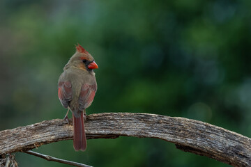Female cardinal perched on old wooden wagon wheel
