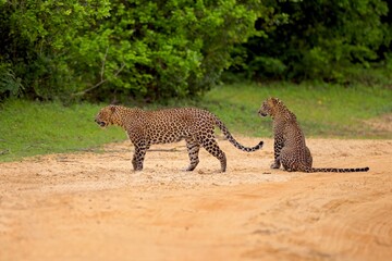 Walking Sri Lankan leopard, Big spotted wild cat lying in the nature habitat, Yala national park, Sri Lanka. Widlife scene from nature. Leopard in green vegetation