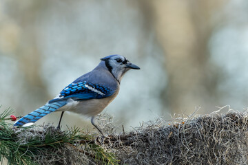 Blue Jay perched on barbed wire covered with Spanish Moss