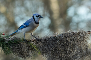 Blue Jay perched on barbed wire covered with Spanish Moss