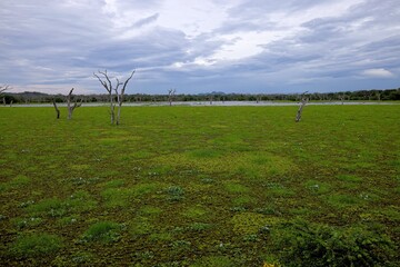 Fototapeta na wymiar Beatiful landscape in Yala national park Sri Lanka
