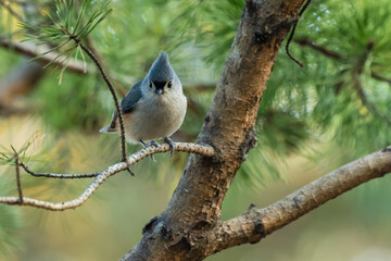Tufted Titmouse Perched on a branch in a Pine Tree