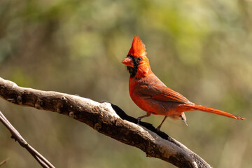 Male Cardinal Perched on branch of a tree