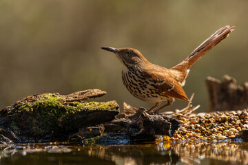 Brown Thrasher