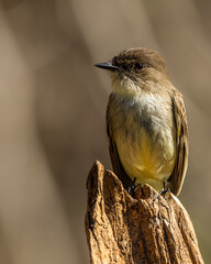Close-up of Phoebe Perched