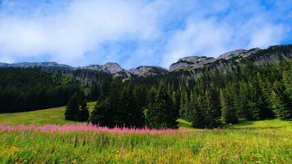 Fototapeta premium Grass in the Mountains