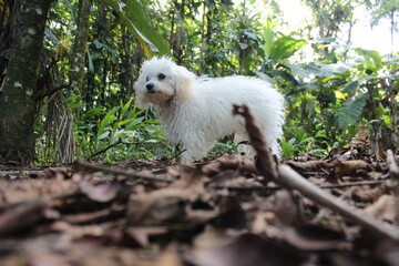 Cãozinho da raça poodle branco ao ar livre, com paisagem de floresta ao fundo.