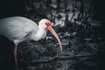 White Ibis in the Everglades
