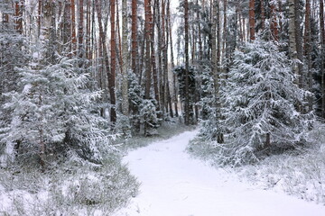 Forest in winter, path, trees covered with snow, walk, background