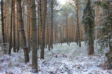 Forest in winter, trees covered with snow, background