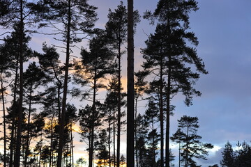 Yellow sunset in the forest on the background of dark blue sky and  high trees