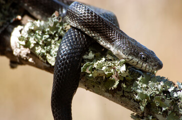  Black snake on the Outer Banks; North Carolina