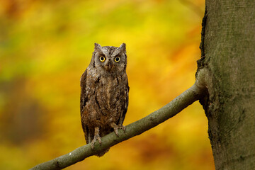 Owl autumn portrait. European scops owl, Otus scops, perched on old beech tree, orange leaves in background. Beautiful small owl in colorful autumn forest. Wildlife. Bird of prey in natural habitat.