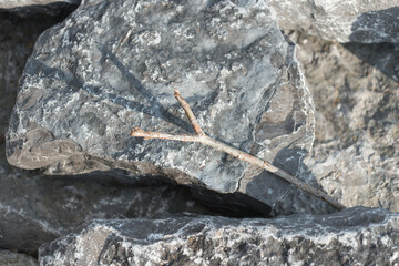 delicate sling shot shaped twig on large stone blocks by the lake