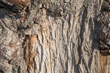 bark of tree