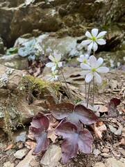 Flowers - Montgomery County, VA