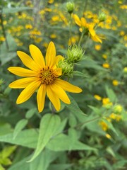 Big Rocky Bow - Amherst County, VA